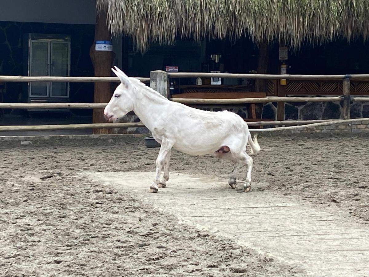 Rancho Ecoturistico El Faro 호텔 라 메사 외부 사진
