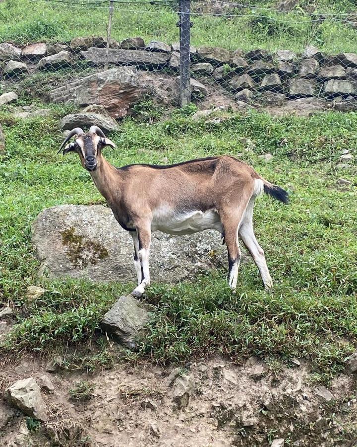 Rancho Ecoturistico El Faro 호텔 라 메사 외부 사진